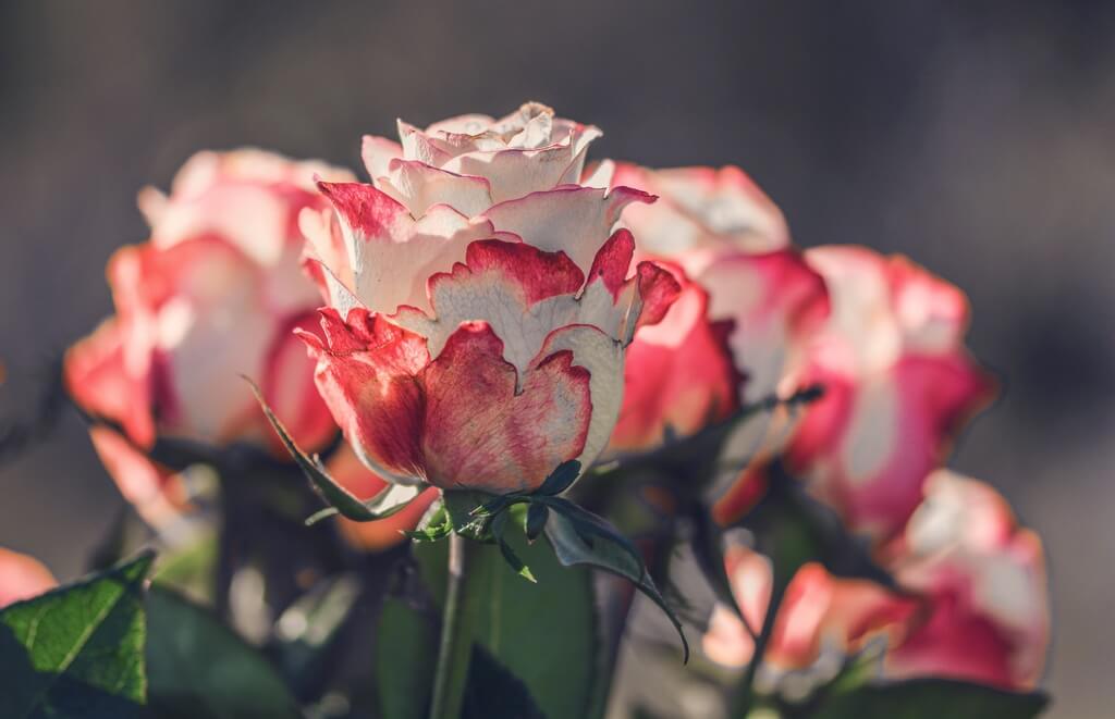 botanical garden tickets
