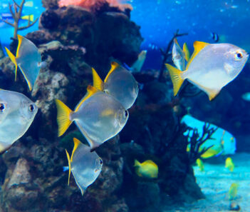 Exotic fishes swimming in aquarium at Florida Aquarium RedCoach Florida