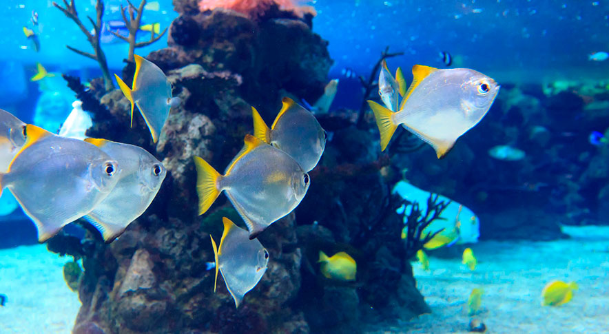 Exotic fishes swimming in aquarium at Florida Aquarium RedCoach Florida