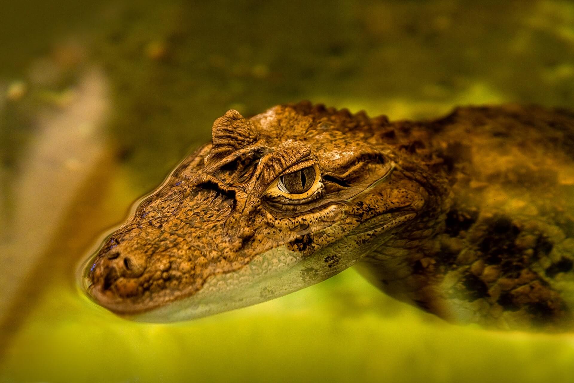 Alligator at zoo tampa bus trip with RedCoach
