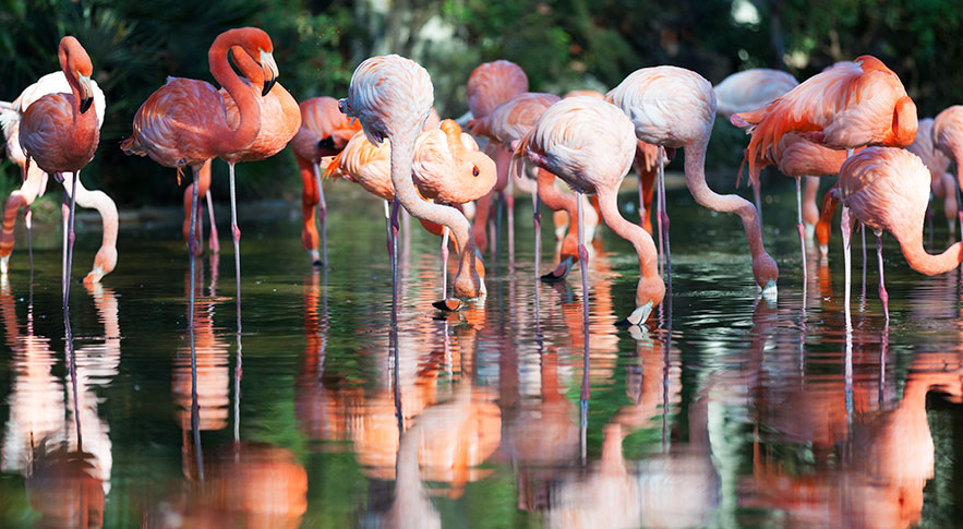 bus trip zoo houston