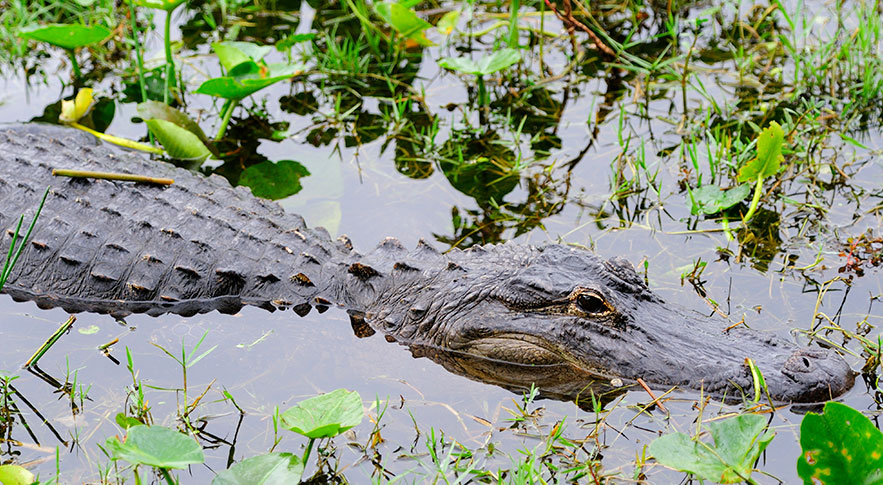 Sweetwater Wetlands Park gainesville